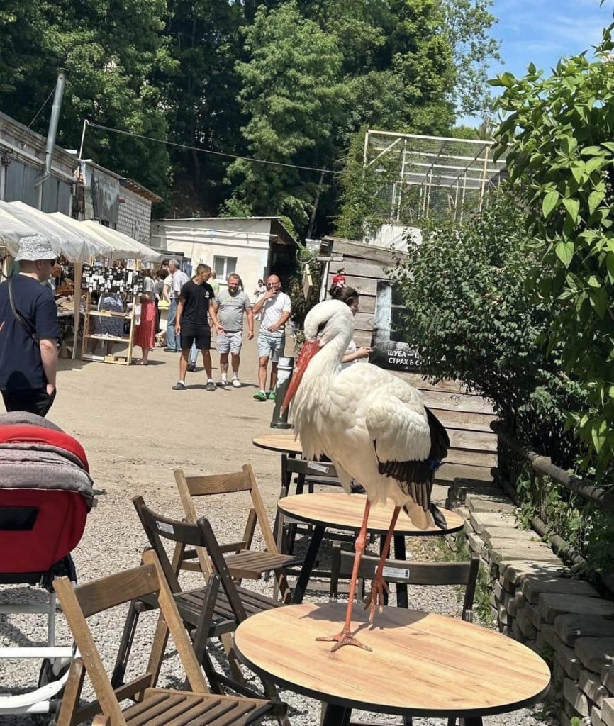 ウクライナ動物保護事前活動