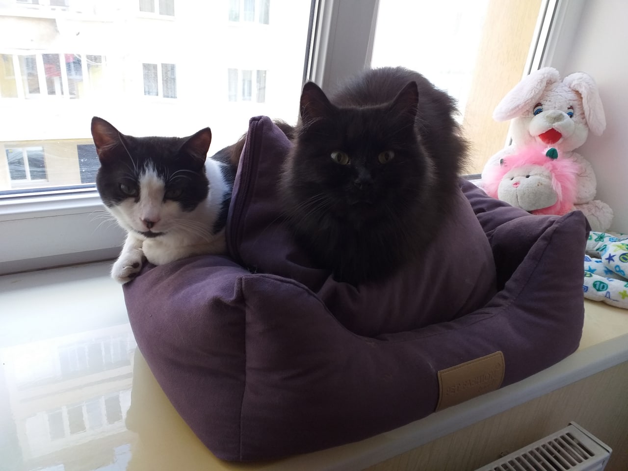 窓辺に並ぶ黒猫と白黒猫