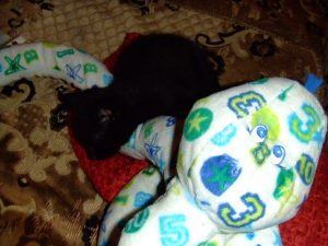 ぬいぐるみと眠る子猫