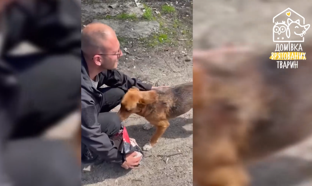 ウクライナ動物保護活動犬