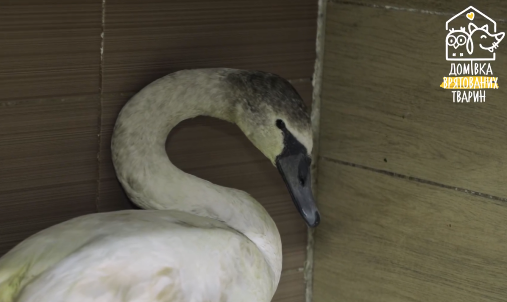 ウクライナ動物保護鳥