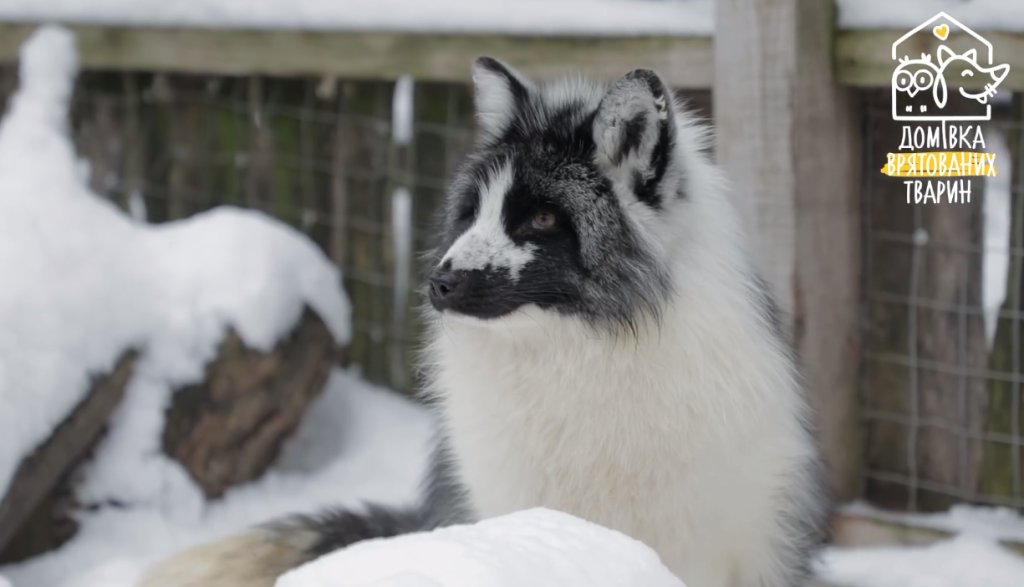 ウクライナ野生動物保護キツネ