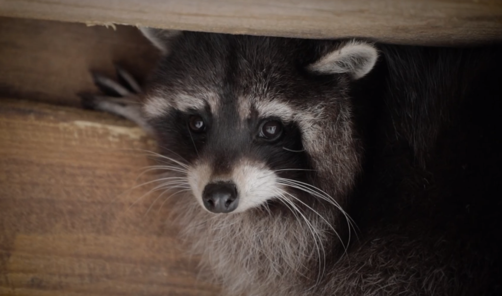 ウクライナ動物支援アライグマ